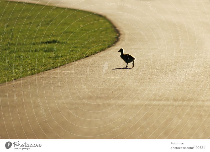 Fledged out II Environment Nature Landscape Plant Animal Elements Earth Warmth Grass Park Wild animal Bird Baby animal Going Walking Chick To go for a walk