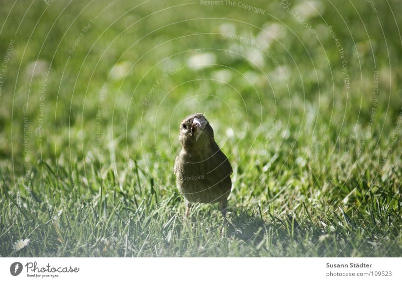 I've got a bird Meadow Wild animal Bird Baby animal Observe Communicate Smiling Friendliness Astute Appetite Sparrow Cute Blur Middle Interest Individual