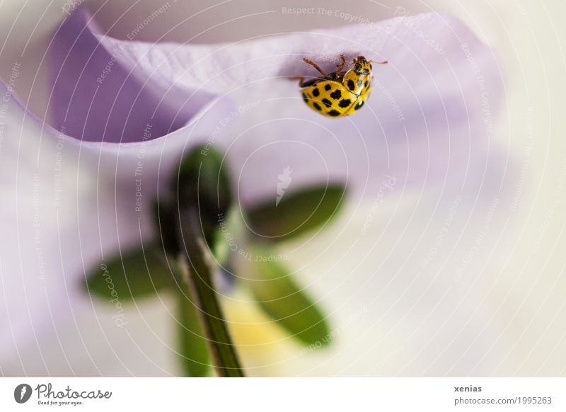 Ladybugs on pansies Blossom Pansy Beetle Ladybird 1 Animal Crawl Under Yellow Green Violet twenty-two point ladybird Mushroom ladybird