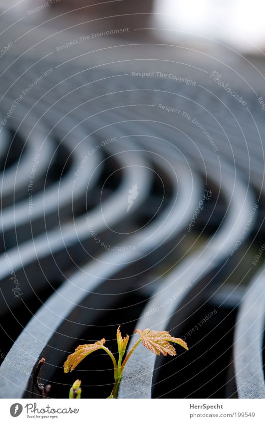 When I grow up... Plant Leaf Foliage plant Grating Metal Gray Sprout Curved Light green Colour photo Subdued colour Exterior shot Close-up Detail Pattern