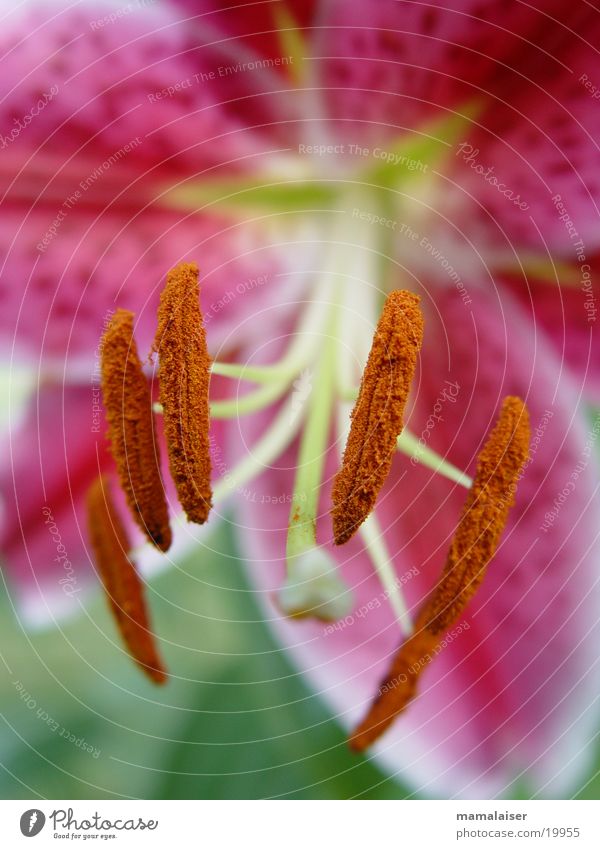 pollen Pollen Violet Pink Flower Plant Nature Detail punks Macro (Extreme close-up)