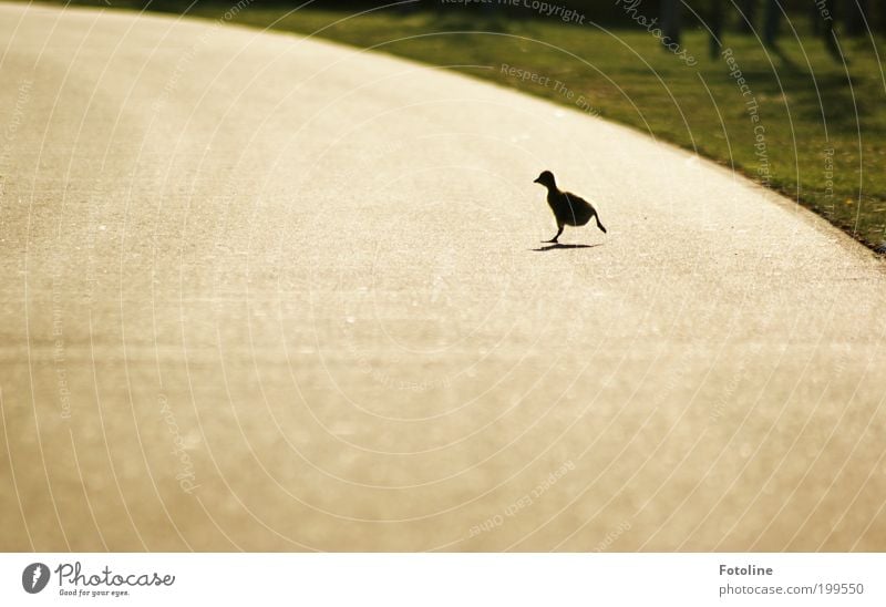 Step on it! Environment Landscape Animal Spring Beautiful weather Warmth Grass Park Wild animal Bird Baby animal Walking Running Bright Goose Chick Colour photo