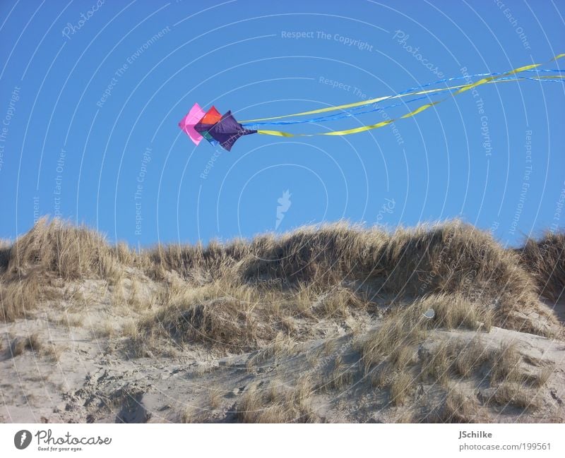 dragon above dune Joy Harmonious Hang gliding Vacation & Travel Freedom Beach Nature Landscape Sky Beautiful weather Bushes Coast Baltic Sea Beach dune Flying