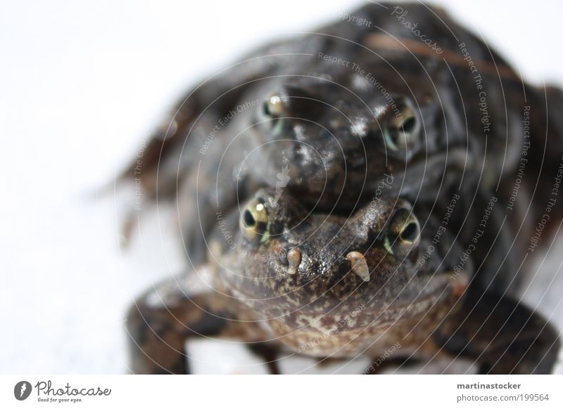 spring fever Animal Frog Animal face 2 Pair of animals Authentic Disgust Together Bright Slimy White Emotions Contentment Spring fever Safety (feeling of)