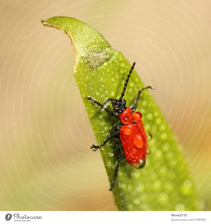 aquaplaning lily beetle Beetle Red Grass Green Water Rain Drops of water Insect Macro (Extreme close-up) Close-up Detail Wet Damp Smoothness Fight Skid Spring