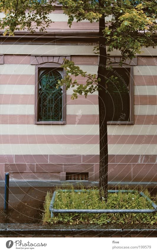 flower macro II Spring Plant Tree Town House (Residential Structure) Manmade structures Building Facade Window Wet Clean Stripe Grass Zurich Switzerland