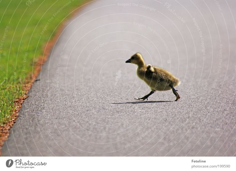 little speedster Environment Nature Animal Spring Beautiful weather Warmth Grass Park Wild animal Bird Baby animal Walking Running Goose Chick Lanes & trails