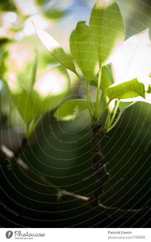 sunlight hit the leafes Environment Nature Plant Sunlight Spring Tree Blossoming Plum Leaf Bud Lighting Shallow Calm Delicate Green Beautiful Bright Comforting