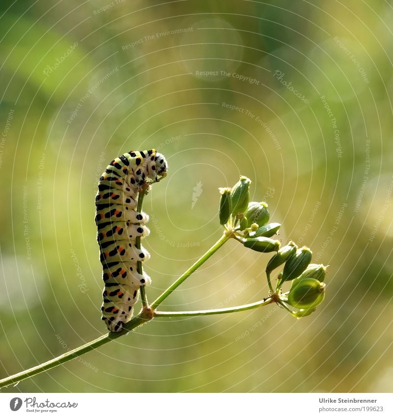 Caterpillar of swallowtail standing upright Swallowtail Metamorphosis Flexible Fat Multicoloured Patch Papilio butterflies Swallowtails & apollos Green Stripe