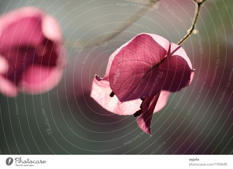 sags with flowers Environment Nature Plant Flower Blossom Bougainvillea Garden Illuminate Esthetic Pink Moody Happiness Joie de vivre (Vitality) Spring fever