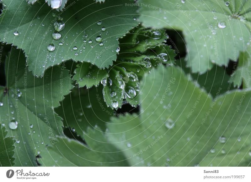 lotus effect Nature Drops of water Spring Weather Rain Plant Leaf Foliage plant Garden Esthetic Glittering Wet Natural Green Colour photo Exterior shot Close-up