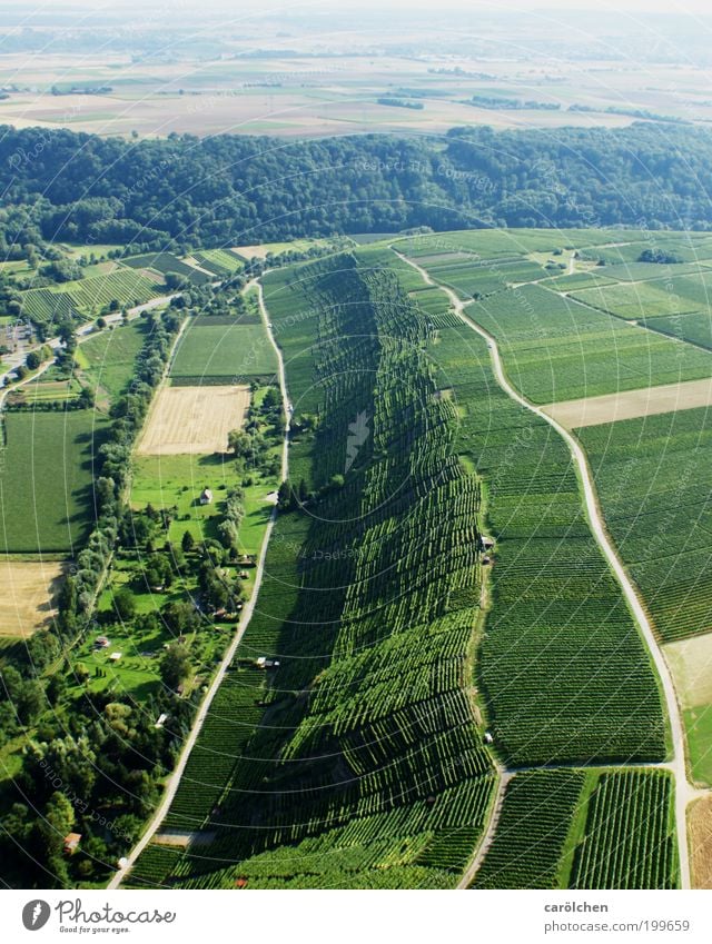 T Environment Nature Landscape Green Vineyard Forest Lanes & trails Aerial photograph Wine growing Agriculture Land Feature Low Colour photo Exterior shot