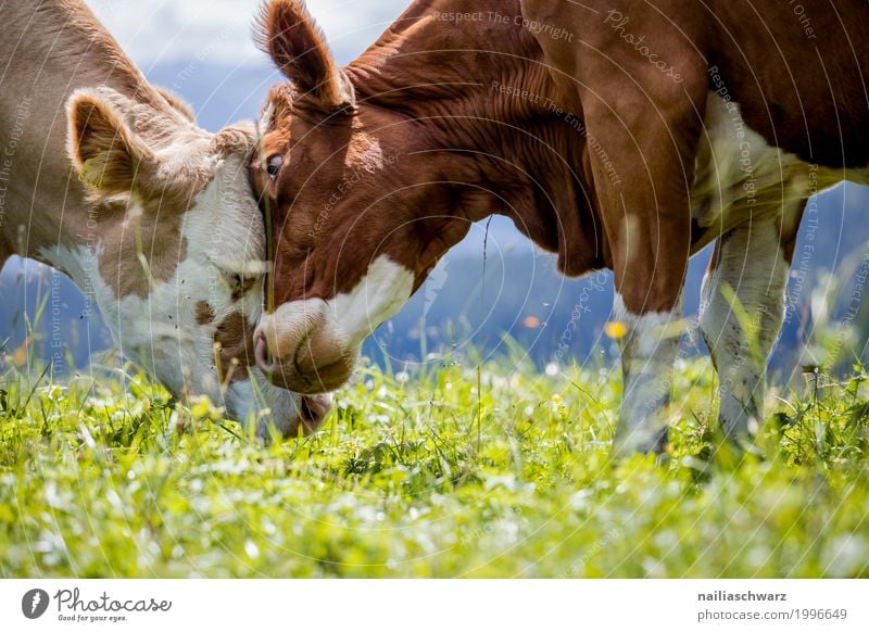 tenderness Summer Agriculture Forestry Nature Landscape Grass Meadow Field Alps Mountain Animal Farm animal Cow 2 Herd Stove & Oven Touch Relaxation To enjoy