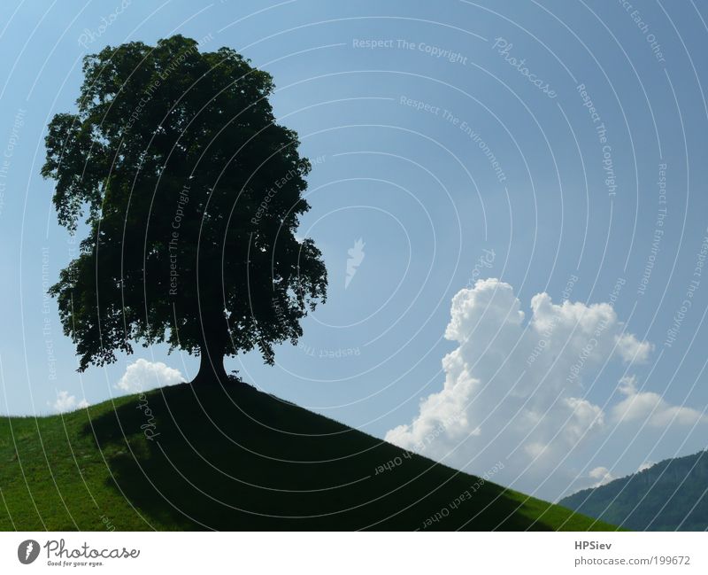 soloist Landscape Sky Storm clouds Summer Beautiful weather Tree Meadow Hill Power Unwavering Colour photo Exterior shot Deserted Day Contrast Back-light Shadow