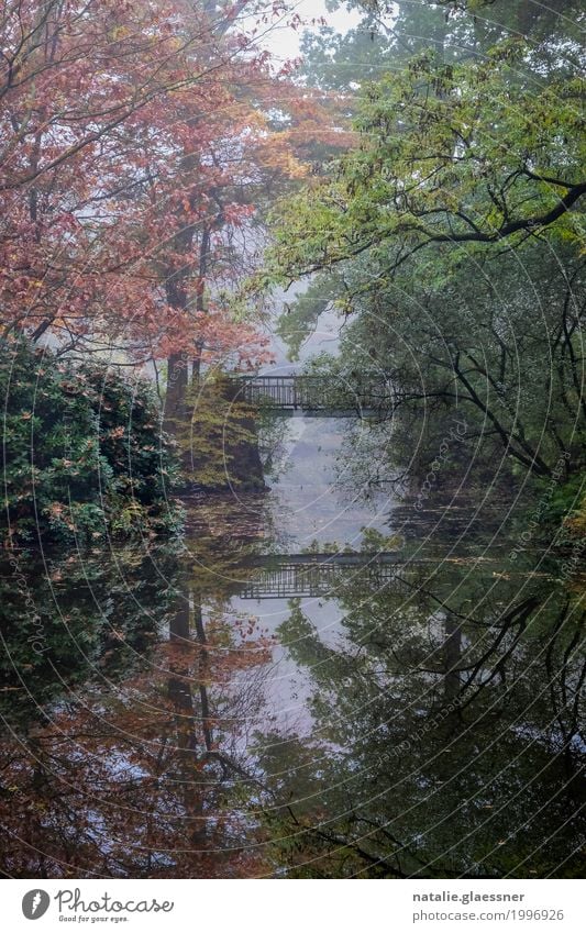 Bridge in the park Environment Landscape Water Autumn Fog Tree Bushes Park Pond Lake Relaxation Romance Patient Calm Colour photo Multicoloured Exterior shot