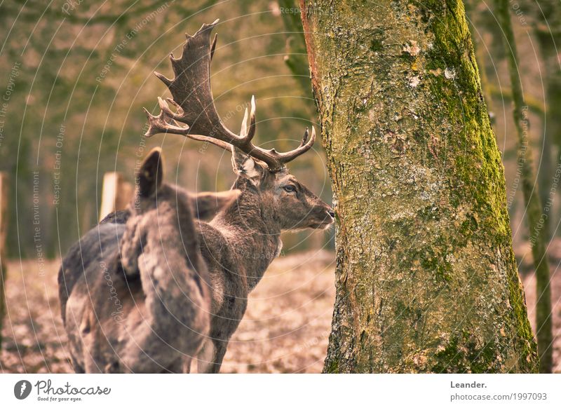 Check this out. Nature Forest Animal Roe deer Deer Animal family Observe Stand Brown Yellow Gold Green Environment Environmental protection Autumnal Tree trunk