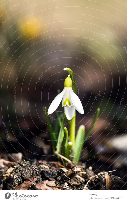 grow and flourish l soon they'll bloom again Spring Flower Blossom Snowdrop Spring flowering plant Blossoming Illuminate Joie de vivre (Vitality) Spring fever