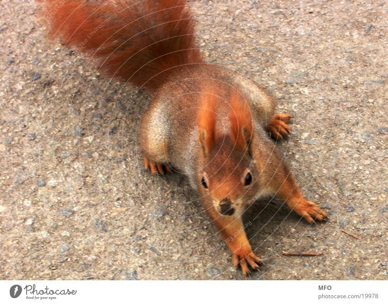 squirrels Squirrel Sweet Cute Red Pelt braking