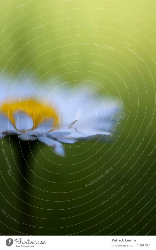 blurry daisy Nature Daisy White Yellow Green Blur Gorgeous Beautiful Enchanting Grass Garden Blossom leave Spring Macro (Extreme close-up) Near Stalk Meadow