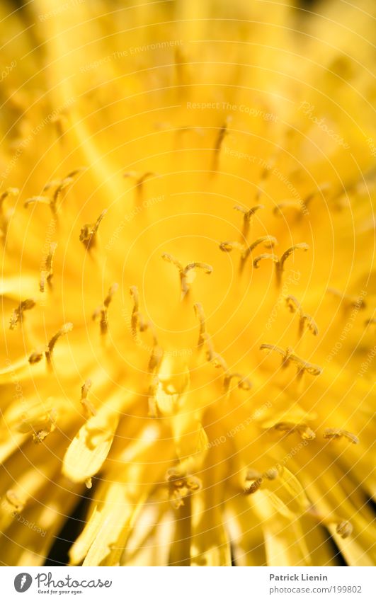 lion's tooth Environment Nature Dandelion Stamen Blossom leave Yellow Clear Flashy Beautiful Small Delicate Garden Meadow Spring Nectar Insect Miniature