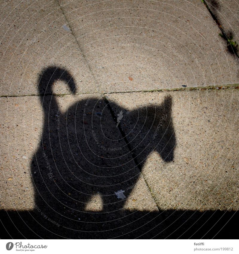 T Beautiful weather Deserted Wall (barrier) Wall (building) Animal Cat 1 Stone Concrete Elegant Free Curiosity Cute Rebellious Black Willpower Watchfulness Calm