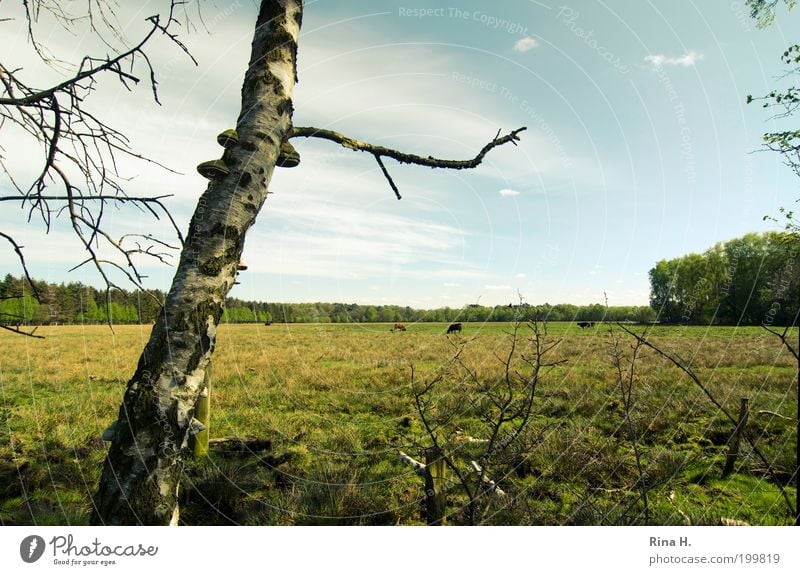 outing Nature Landscape Plant Sky Spring Tree Grass Meadow Forest Bog Marsh sky moor Schleswig-Holstein Farm animal Cow Authentic Natural Green Relaxation