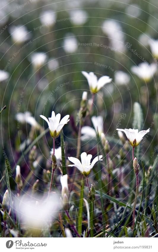 still springtime Life Fragrance Nature Plant Spring Flower Grass Blossom Meadow Relaxation Beautiful Green White Modest Growth Flower meadow Exterior shot