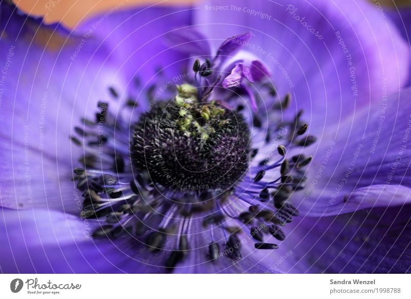 anemone Nature Landscape Plant Spring Summer Flower Garden Park Fantastic Beautiful Multicoloured Violet Anemone Poppy blossom Macro (Extreme close-up)