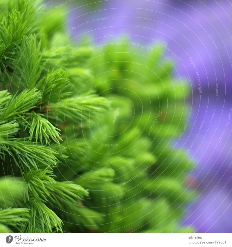 natural colours Nature Plant Spring Tree Fir tree Fir needle Illuminate Growth Happiness Fresh Natural Beautiful Green Violet Spring fever Love of nature