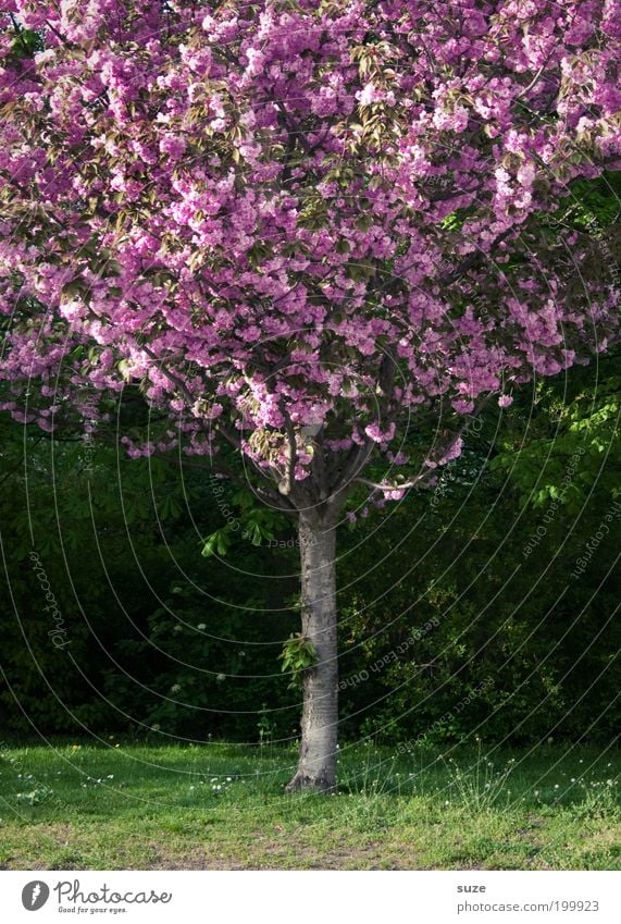 pink lady Garden Environment Nature Plant Spring Beautiful weather Tree Bushes Blossom Park Meadow Blossoming Growth Esthetic Authentic Friendliness Green Pink