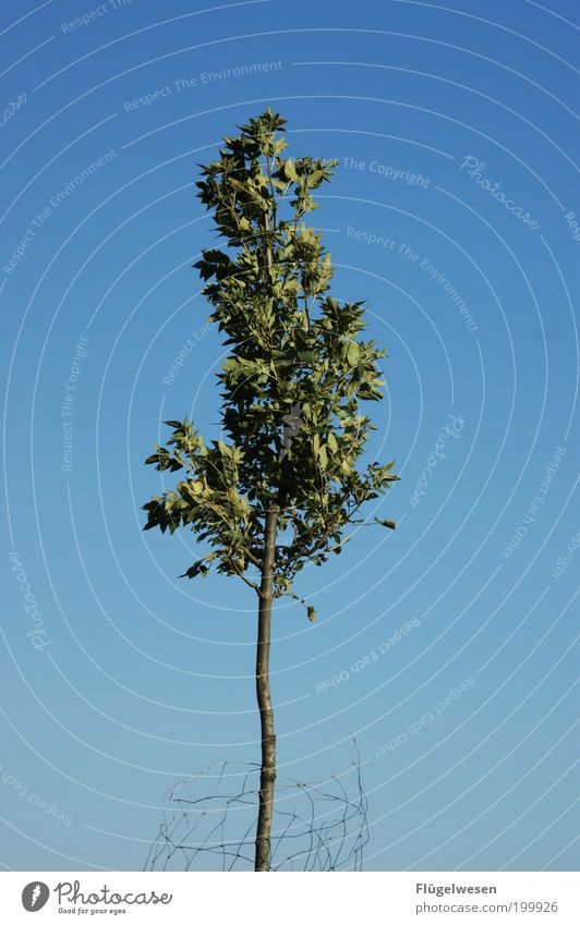 The last tree! Environment Nature Landscape Sky Summer Climate Climate change Tree Discover Faded Protection Safety (feeling of) Fear of the future Threat