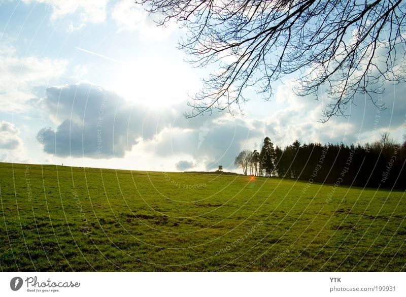 Saxon Meadow :-) Environment Nature Landscape Plant Sky Clouds Sun Spring Beautiful weather Agricultural crop Field Forest Glittering Juicy Warmth Green