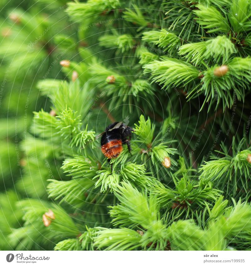 backside Nature Spring Tree Fir tree Fir needle Fir branch Insect Bumble bee 1 Animal Crawl Brown Green Black Contentment Spring fever Diligent Disciplined