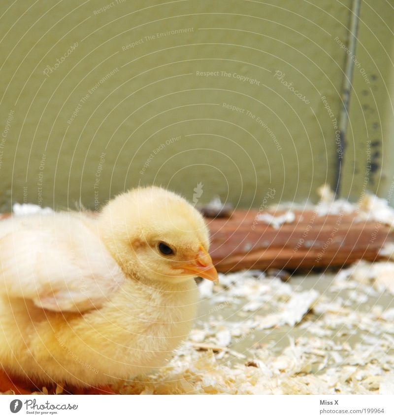 Beep Beep Beep . . . . Animal Farm animal Bird Wing Zoo Petting zoo 1 Baby animal Beautiful Small Soft Yellow Moody Love of animals Protection Feeble