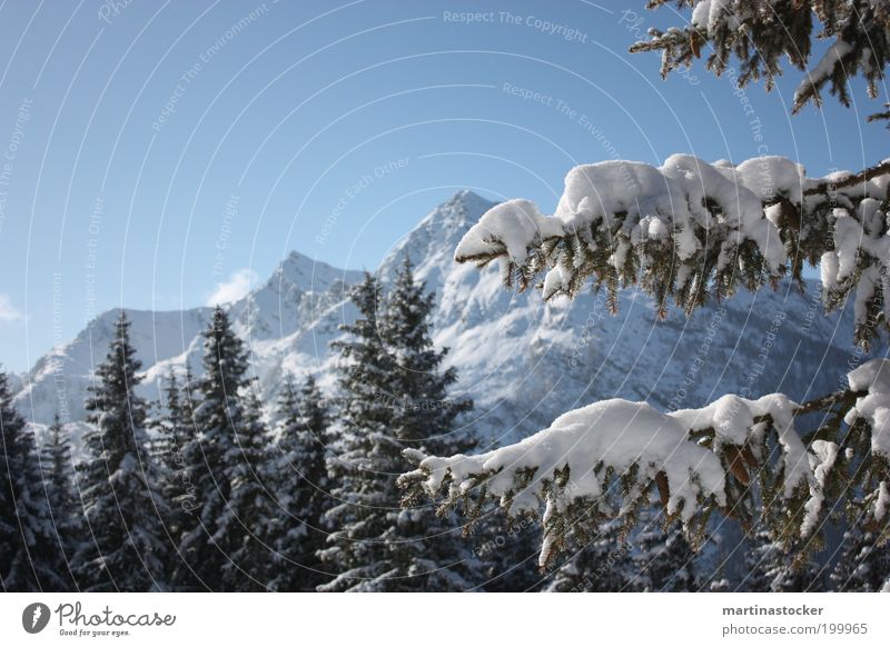 winter dream Environment Nature Landscape Sky Winter Beautiful weather Snow Tree Forest To enjoy Dream Natural Blue White Homesickness Environmental protection