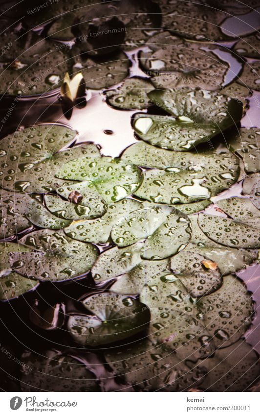 At the pond Environment Nature Plant Water Drops of water Summer Weather Bad weather Rain Blossom Foliage plant Water lily Water lily leaf Pond Lake