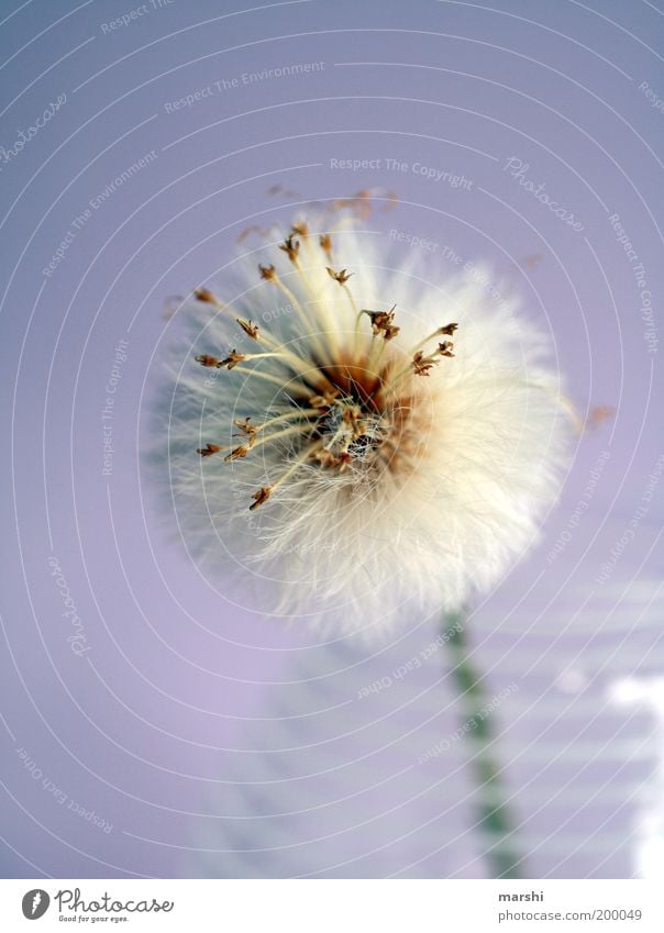 Please blow! Plant Violet White Dandelion Soft Vase Decoration Blow Beautiful Seed Seed plant Colour photo Interior shot Blur