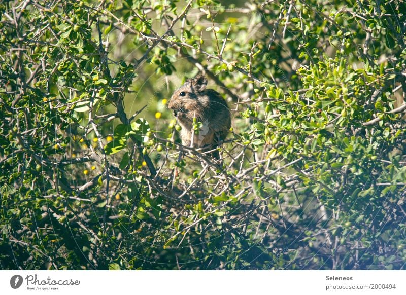 mimimi Environment Nature Bushes Park Wild animal Mouse Animal face Rodent 1 Observe To feed Feeding Small Near Colour photo Exterior shot Deserted