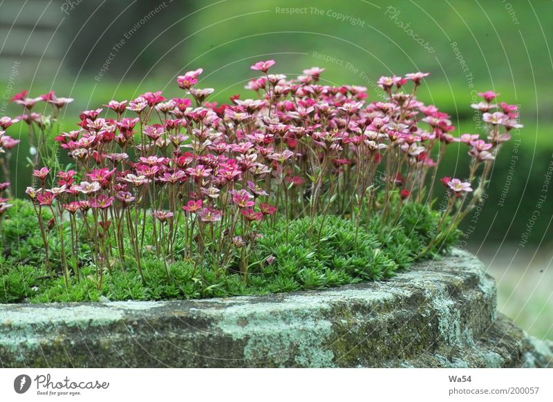 spring Contentment Calm Nature Plant Spring Flower Blossom Pot plant Park Manmade structures Stone Esthetic Fragrance Fresh Uniqueness Multicoloured Gray Green