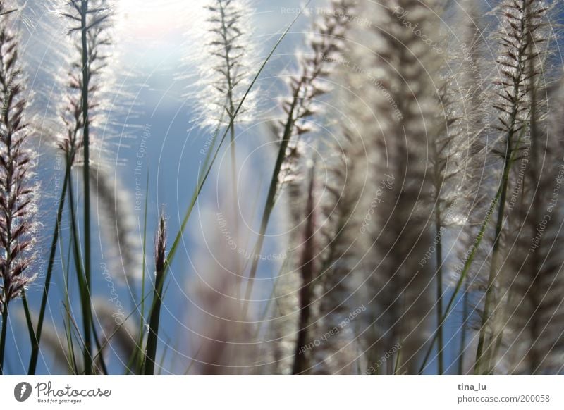 Towards the sun II Nature Sun Spring Summer Beautiful weather Grass Bushes Exterior shot Deserted Copy Space right Day Light (Natural Phenomenon) Sunlight