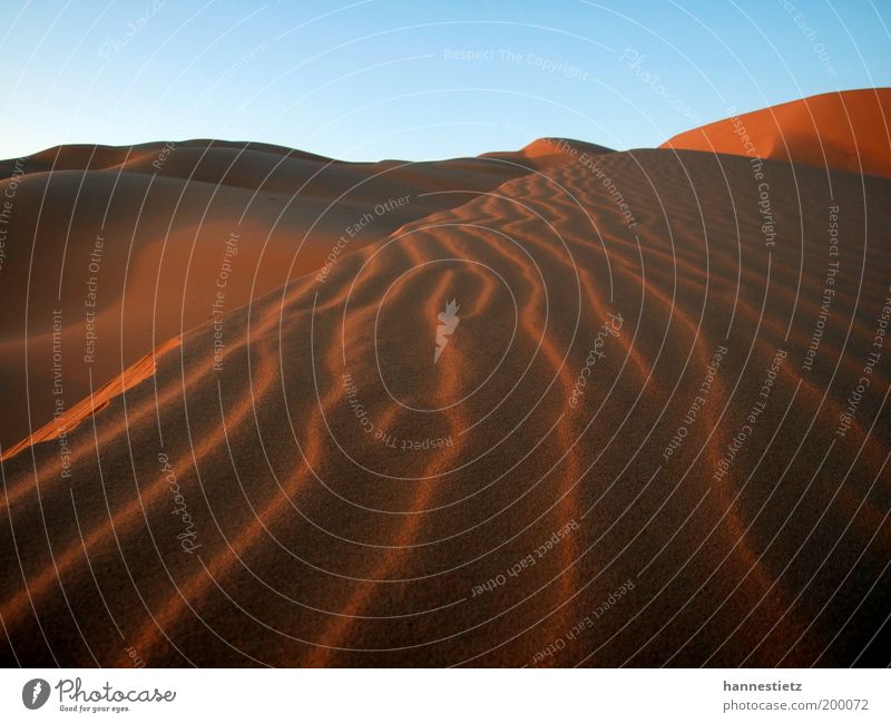 Sahara Vacation & Travel Tourism Far-off places Freedom Nature Sand Desert Loneliness Libya wind ripple Dune Colour photo Exterior shot Deserted Evening Shadow