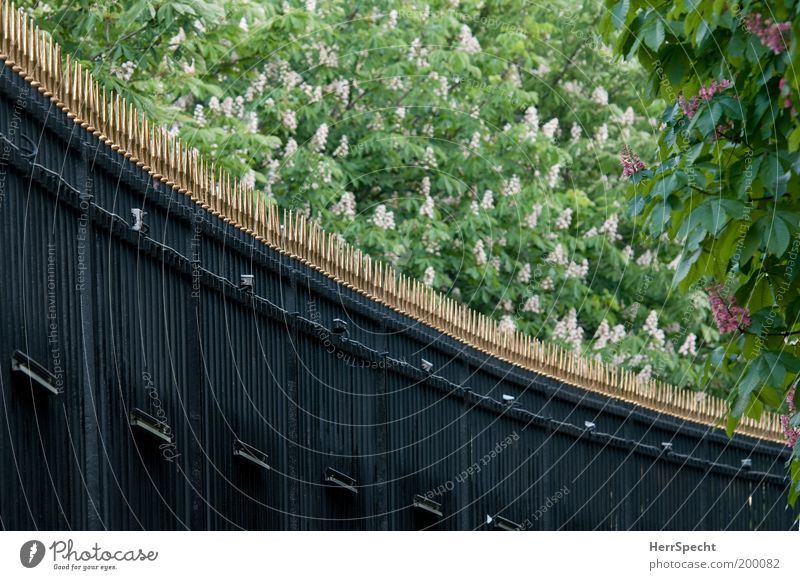 Au Jardin du Luxembourg Tree Blossom Chestnut Chestnut tree Chestnut blossom Park Deserted Fence Gold Green Black Point Metalware Colour photo Exterior shot