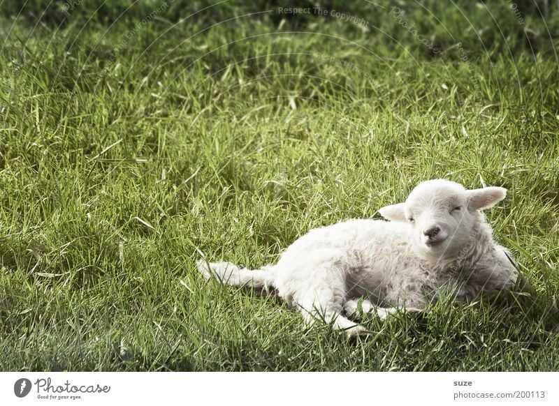 Silent Lamb Nature Animal Grass Meadow Farm animal Animal face Sheep Wool 1 Baby animal Lie Dream Authentic Small Cute Green White Love of animals Agnus Dei