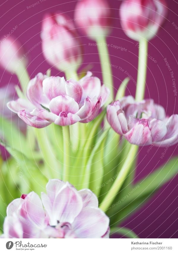 Spring Greetings V Nature Plant Tulip Esthetic Exotic Beautiful Green Violet Pink White Blossoming Limp Decoration Joybringer Bouquet Colour photo Interior shot