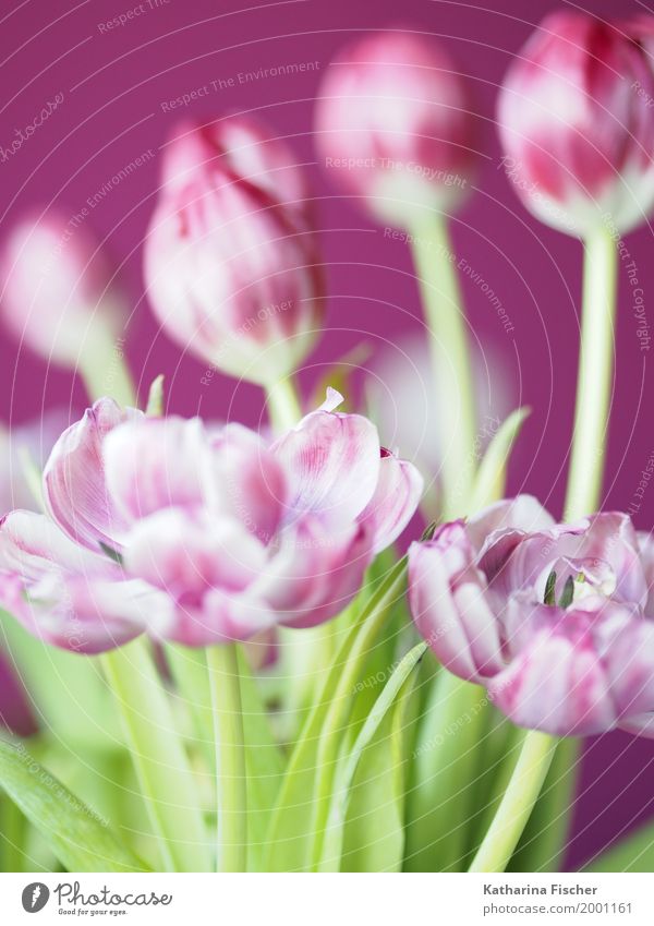 Spring greeting VI Nature Plant Tulip Blossom Esthetic Beautiful Green Violet Pink White Flower Bouquet Blossoming Limp Joybringer herald of spring Decoration