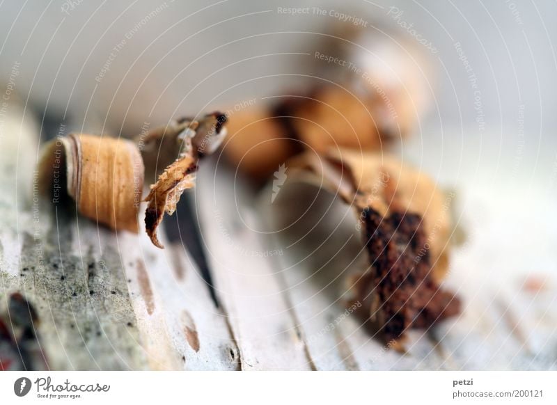 ripping open Wood Firm Brown Gray White Nature Colour photo Exterior shot Close-up Detail Structures and shapes Deserted Copy Space top Sunlight Blur Tree bark