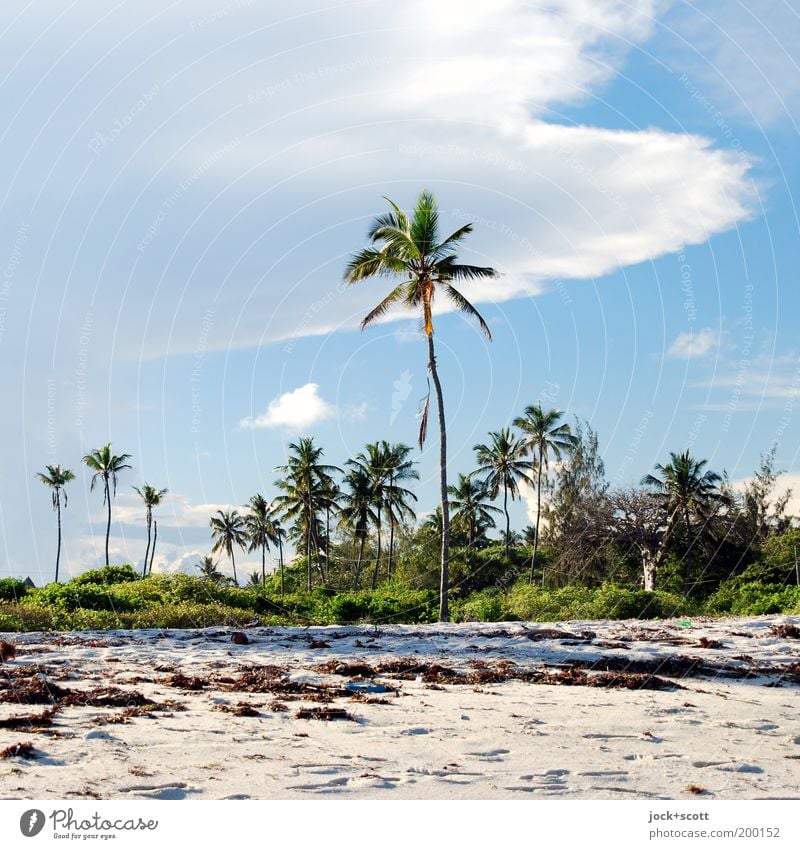 Diani Beach Vacation & Travel Nature Sand Sky Clouds Beautiful weather Exotic Palm tree Coast Kenya Africa Warmth Idyll Footprint Algae Tropical Palm beach