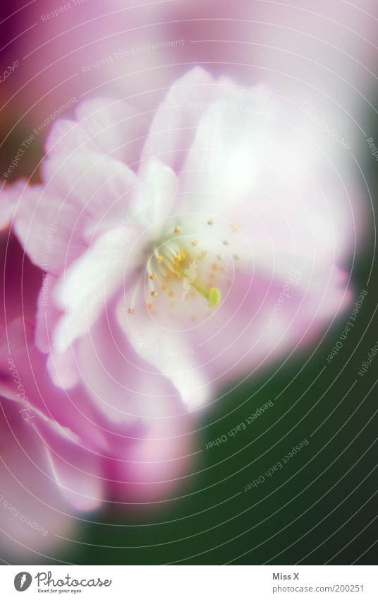 the last cherry blossom photo Garden Nature Spring Plant Tree Flower Blossom Park Blossoming Beautiful Pink Moody Cherry Cherry blossom Pistil Pollen