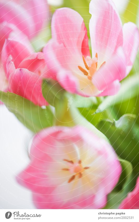 SPRING MESSENGERS Plant Flower Tulip Blossom Foliage plant Blossoming Beautiful Spring Easter Colour photo Multicoloured Exterior shot Interior shot Close-up