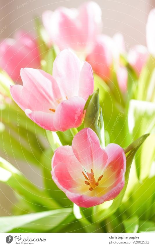 spring messengers II Flower Tulip Leaf Blossom Foliage plant Blossoming Beautiful Spring Bouquet Colour photo Multicoloured Exterior shot Interior shot Close-up